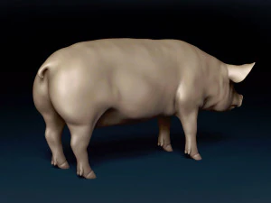 Siatka bazowa dla świń Model 3D