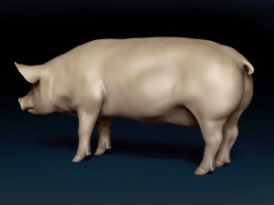 Siatka bazowa dla świń Model 3D