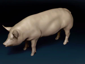 Siatka bazowa dla świń Model 3D