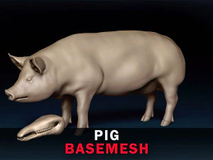 Siatka bazowa dla świń Model 3D