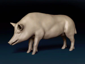 WildBoar Base Mesh 3D Model