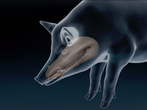 WildBoar Base Mesh 3D मॉडल