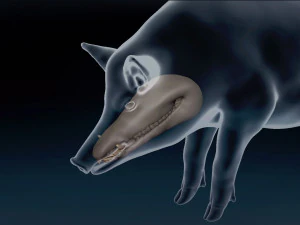 WildBoar Base Mesh 3D Model