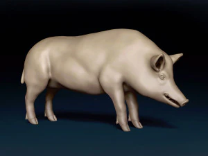WildBoar Base Mesh 3D Model
