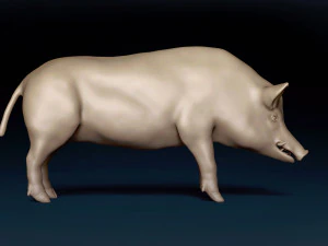 WildBoar Base Mesh 3D Model