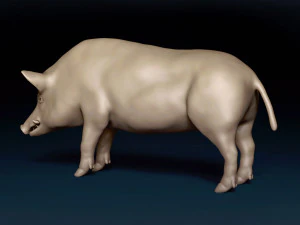 WildBoar Base Mesh 3D Model