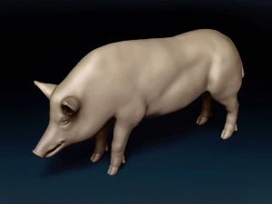 WildBoar Base Mesh 3D Model