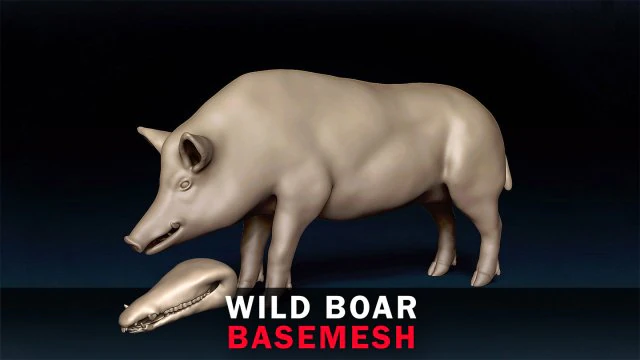 WildBoar Base Mesh 3D Model .c4d .max .obj .3ds .fbx .stl .blend 