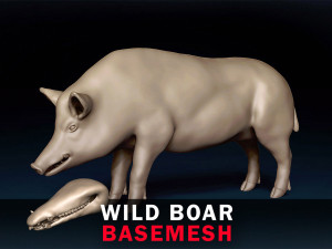 WildBoar Base Mesh 3D Model