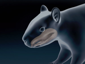 Squirrel Base Mesh Modelo 3D