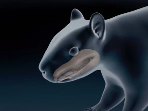 Squirrel Base Mesh 3D Model
