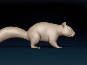 Squirrel Base Mesh Modelo 3D