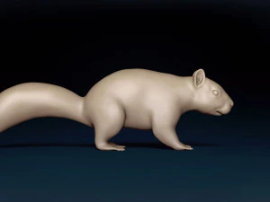 Squirrel Base Mesh 3D Model