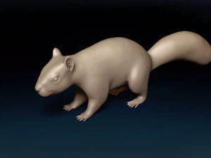 Squirrel Base Mesh 3D Model