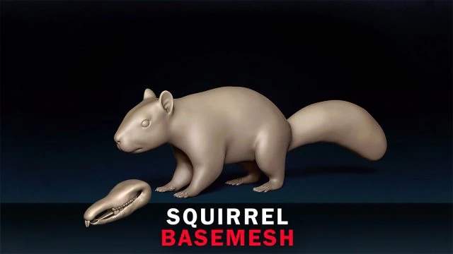 Squirrel Base Mesh 3D Model .c4d .max .obj .3ds .fbx .stl .blend