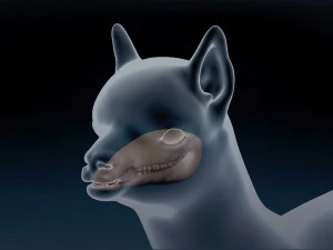 Malha Base Alpaca Modelo 3D