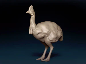Cassowary Base Mesh 3D Model