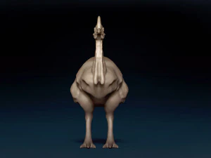 Cassowary Base Mesh 3D Model