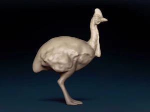Cassowary Base Mesh 3D Model
