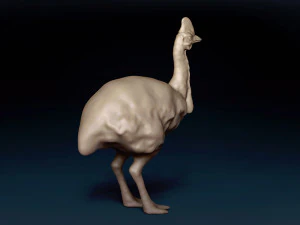 Cassowary Base Mesh 3D Model