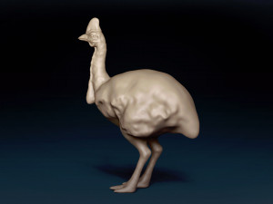 Cassowary Base Mesh Modelo 3D