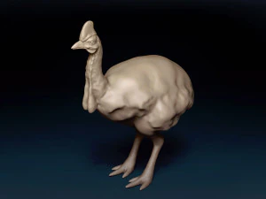 Cassowary Base Mesh 3D Model