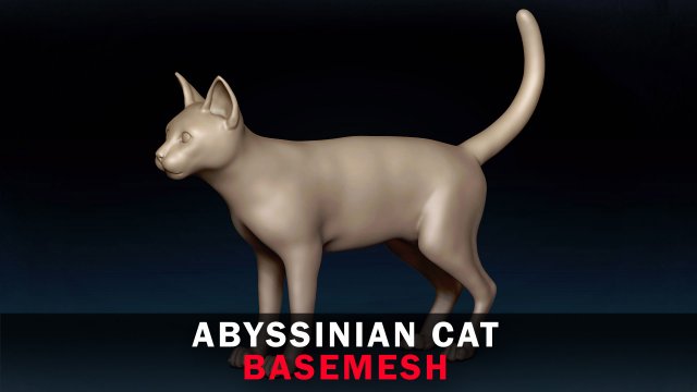 Abyssinian Cat Base Mesh Modelo 3D .c4d .max .obj .3ds .fbx .stl .blend 