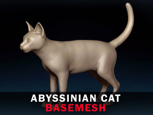 Abyssinian Cat Base Mesh 3Dモデル