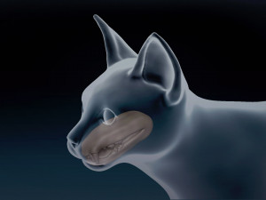 Abyssinian Cat Base Mesh Modelo 3D