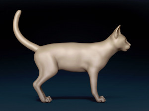 Abyssinian Cat Base Mesh Modelo 3D