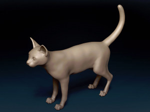 Abyssinian Cat Base Mesh Modelo 3D