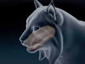 Eurasian Lynx Base Mesh 3D Model