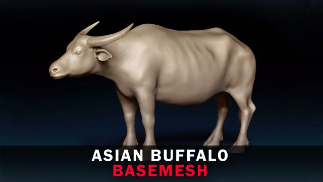 Asian Buffalo Base Mesh 3D Model .c4d .max .obj .3ds .fbx .stl .blend 
