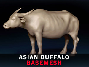 Asian Buffalo Base Mesh 3D Model