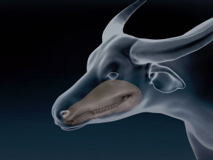 Asian Buffalo Base Mesh 3D Model