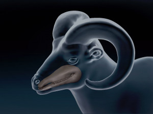 Bighorn Sheep Base Mesh 3D Model
