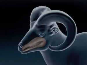 Bighorn Sheep Base Mesh 3D Model