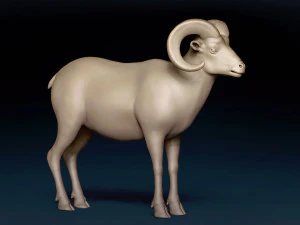 Bighorn Sheep Base Mesh 3D Model