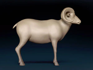 Bighorn Sheep Base Mesh 3D Model