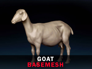 Goat Base Mesh 3D Model