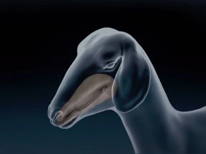 Goat Base Mesh 3D Model