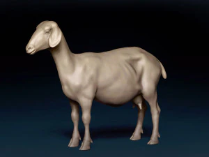 Goat Base Mesh 3D Model