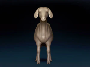 Goat Base Mesh 3D Model