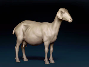Goat Base Mesh 3D Model