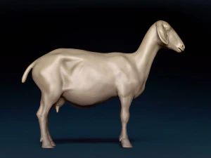 Goat Base Mesh 3D Model