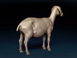 Goat Base Mesh 3D Model