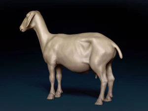 Goat Base Mesh 3D Model