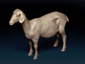 Goat Base Mesh 3D मॉडल