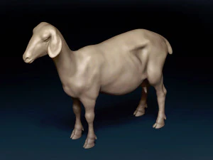 Goat Base Mesh 3D Model