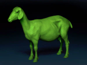 Goat Base Mesh 3D Model